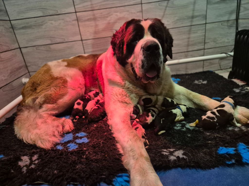 chiot Chien du Saint-Bernard du Règne De Kayna