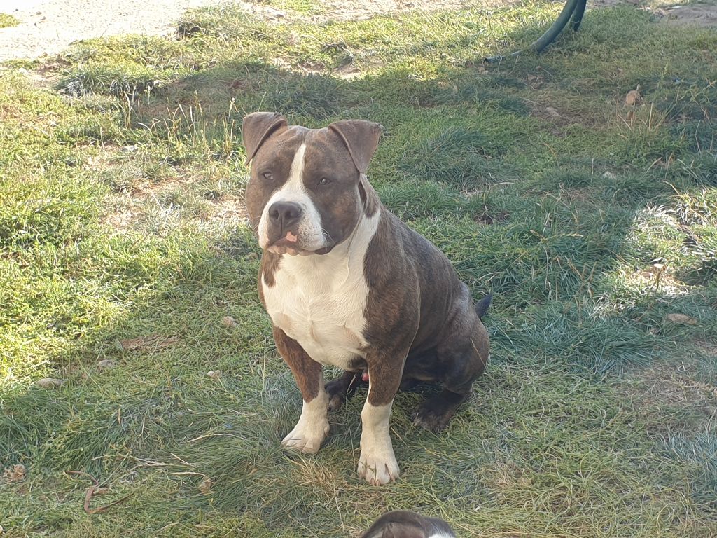 O'aaron Blue Warrior
