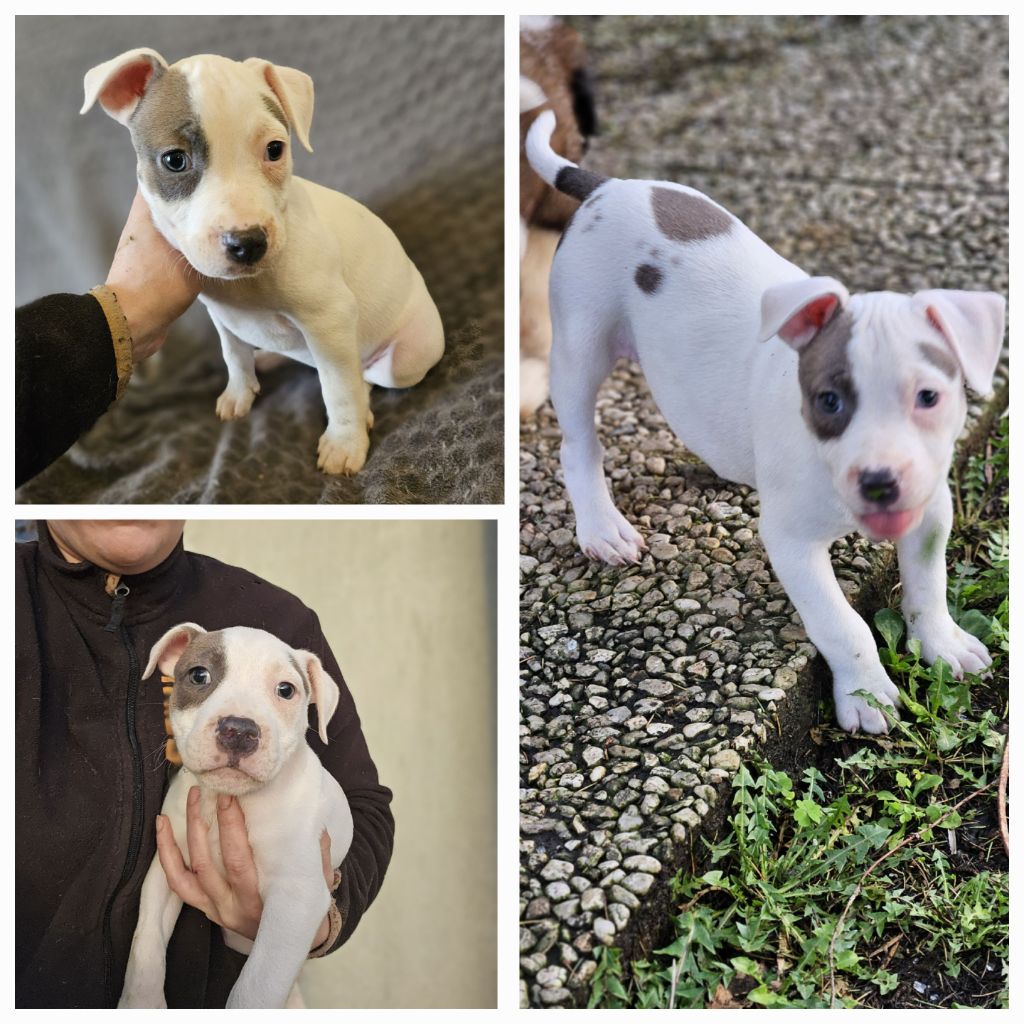 du Règne De Kayna - American Staffordshire Terrier - Portée née le 29/10/2023