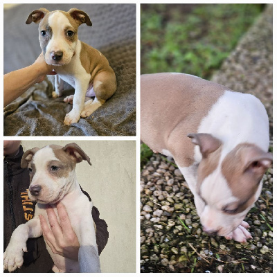 CHIOT 3