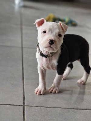 CHIOT 8