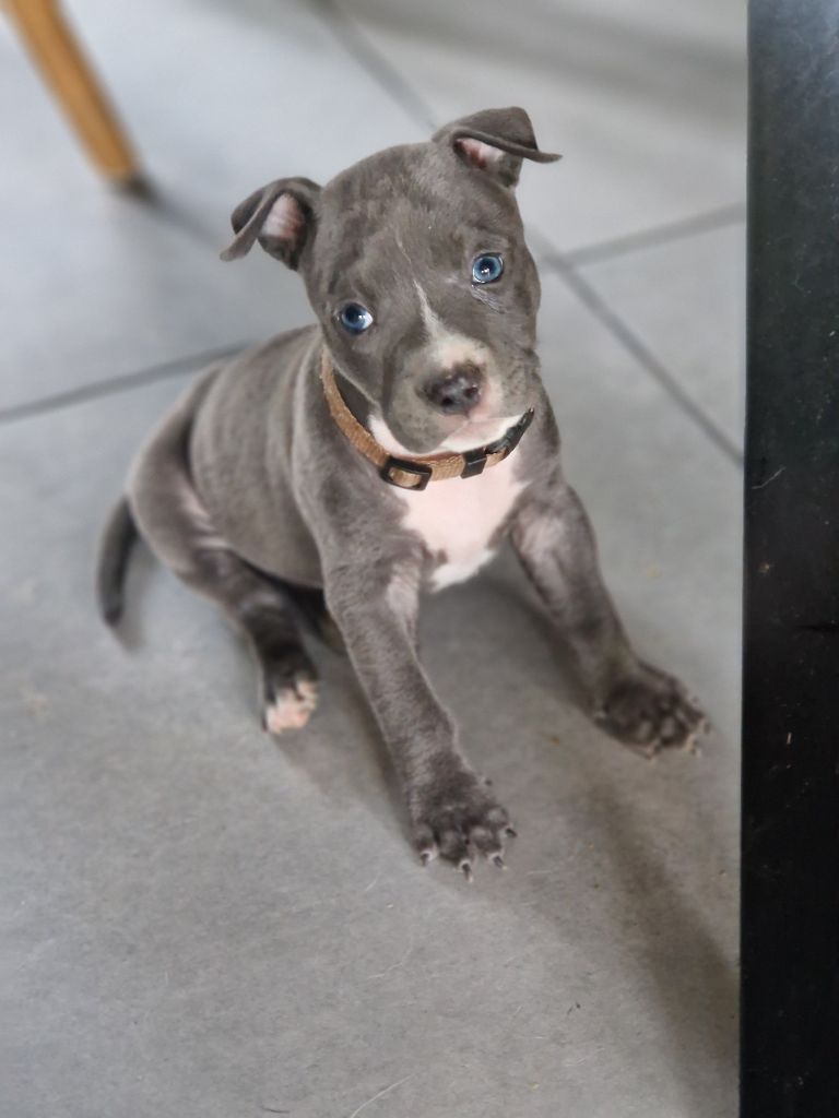 du Règne De Kayna - American Staffordshire Terrier - Portée née le 18/05/2023